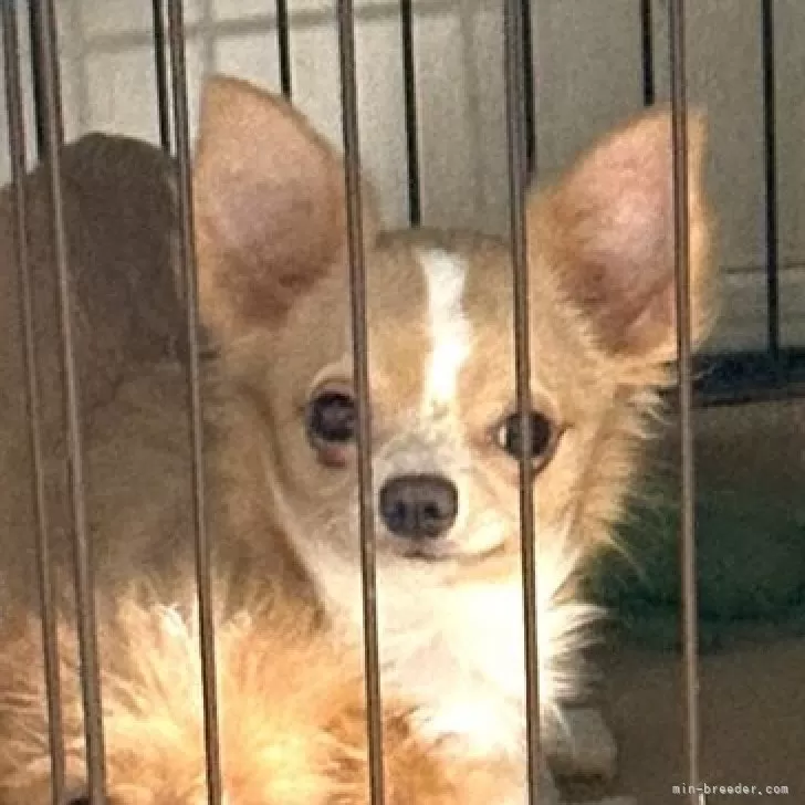 ID:2412-00495の子犬