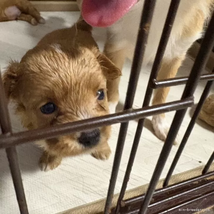 ID：2510-01794の子犬