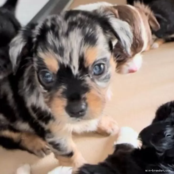 ID:2409-06735の子犬