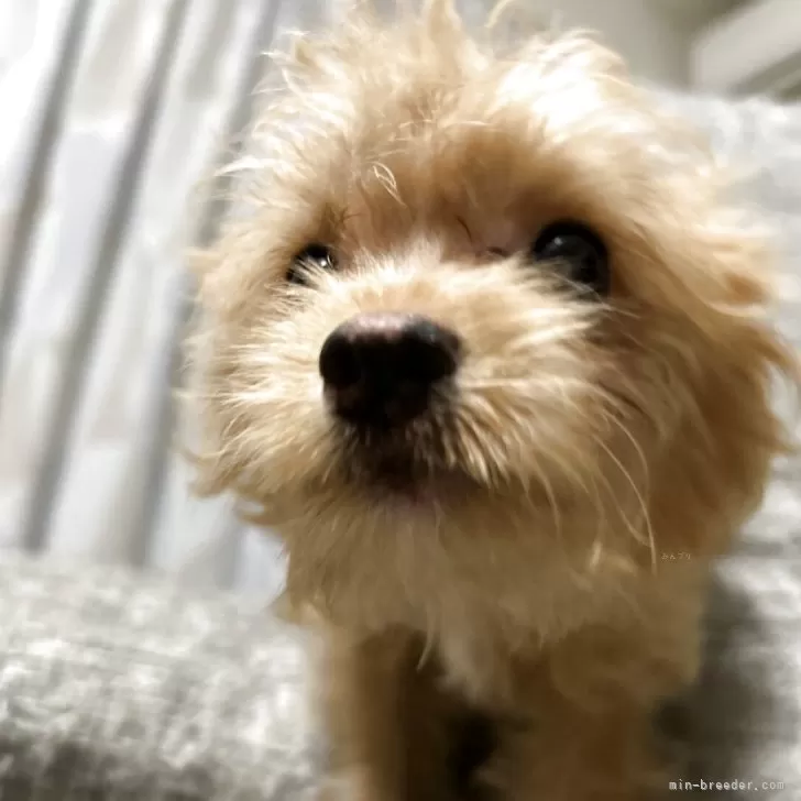 ベル 様のお迎えした子犬