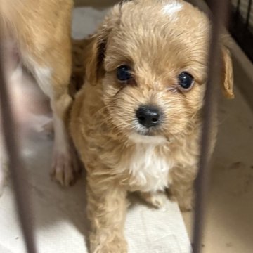 チワプー(チワワ×トイプードル)【大阪府・女の子・2025年9月16日・アプリコット】の写真「頭の白色とミルクティーカラーの激可愛girl♡」