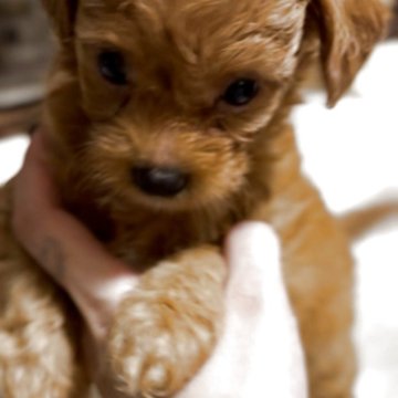 チワプー(チワワ×トイプードル)【大阪府・男の子・2025年9月16日・レッド】の写真「おめめくりくりの女の子みたいなイケメンくん❣️」