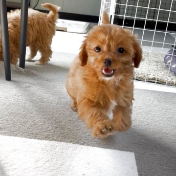 チワプー(チワワ×トイプードル)【大阪府・女の子・2025年9月16日・レッド】の写真「べっぴんgirl♡見学後即おむかえOK♡」