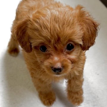 チワプー(チワワ×トイプードル)【大阪府・女の子・2025年9月16日・レッド】の写真「べっぴんgirl♡見学後即おむかえOK♡」