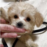 マルプー(マルチーズ×トイプードル)