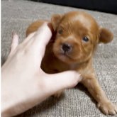 チワプー(チワワ×トイプードル)