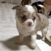 チワワ(ロング)