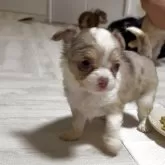 チワワ(ロング)