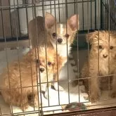 チワワ(ロング)【大阪府・女の子・2024年11月4日・クリーム&ホワイト】の写真2