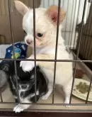 チワワ(ロング)【大阪府・女の子・2024年11月4日・クリーム&ホワイト】の写真12「手袋つけてますね🙊♡」