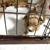 チワプー(チワワ×トイプードル)【大阪府・女の子・2025年9月16日・レッド】の写真2