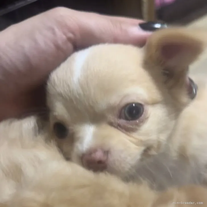 ID:2306-03017の子犬