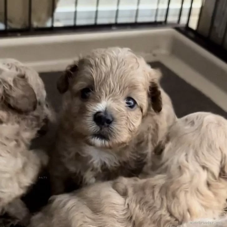 ID:2407-00911の子犬