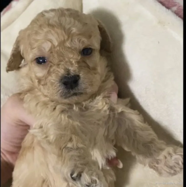 ID:2302-00123の子犬