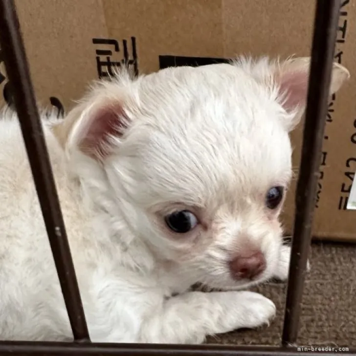 ID:2309-02268の子犬