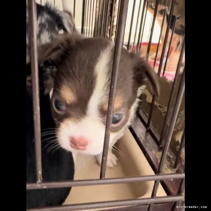 ID:2409-06370の子犬