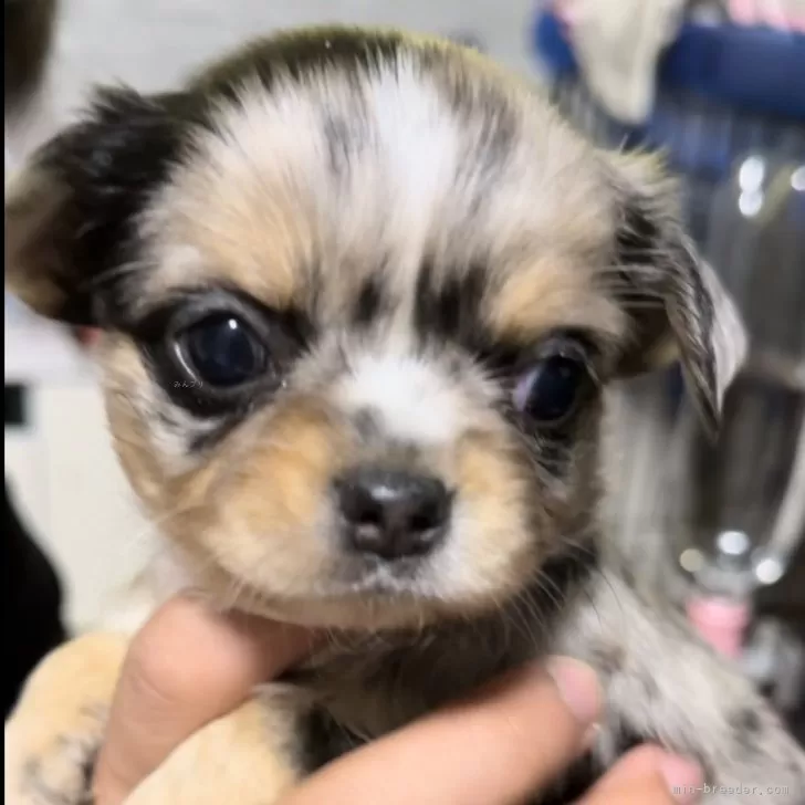 ID:2401-06260の子犬