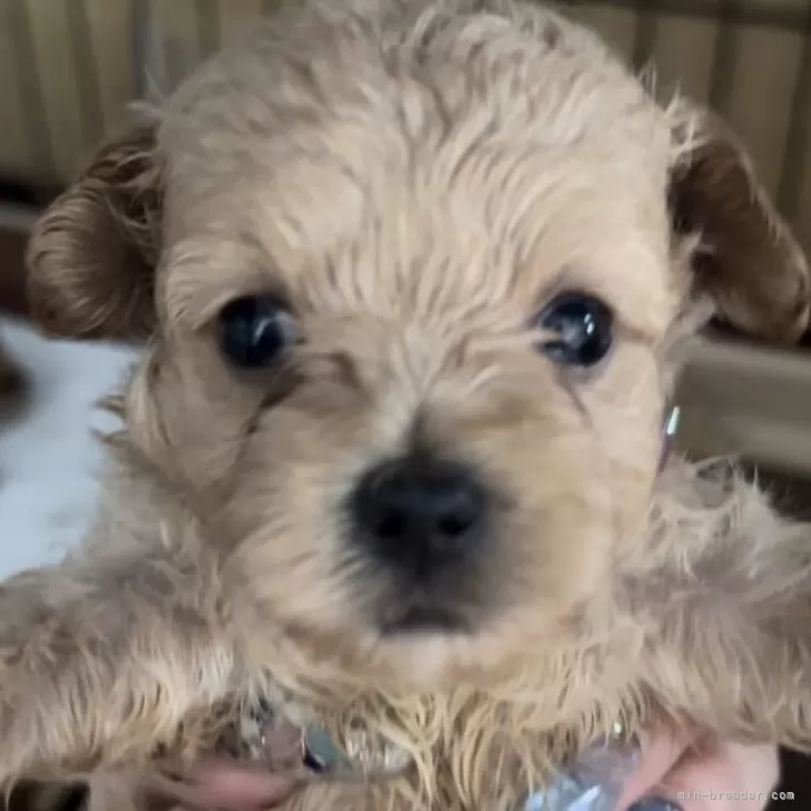 ID:2407-04056の子犬