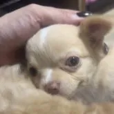 チワワ(ロング)【大阪府・女の子・2023年5月23日・レッド&ホワイト】の写真1「キレイな目と垂れ耳がチャームポイント🐶❣️」