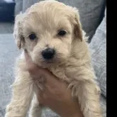 マルプー(マルチーズ×タイニープードル)【大阪府・男の子・2022年12月31日・クリーム】の写真1