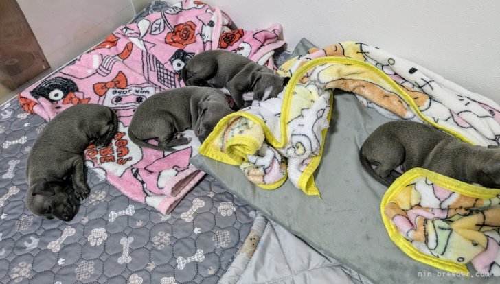 竹下一浩ブリーダーのブログ：おやすみタイム😴