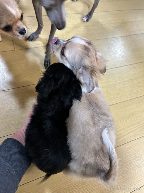 竹下一浩ブリーダーのブログ：いいご縁があります様に☺️
