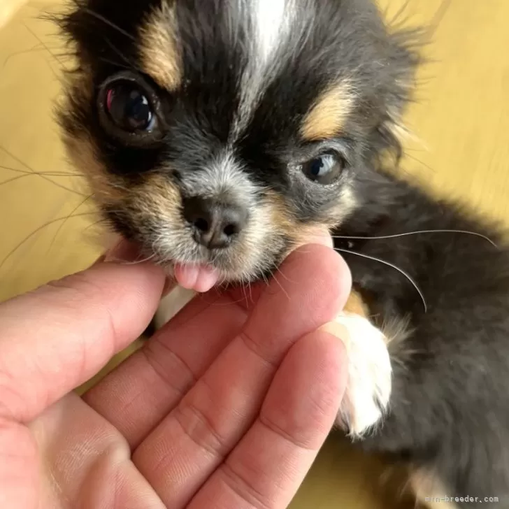 ID:2410-06765の子犬