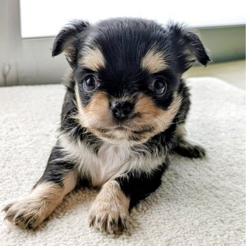 チワワ(ロング)【宮崎県・女の子・2025年10月9日・ブラックタン&ホワイト】の写真「お顔が詰まってとても可愛いです😍」