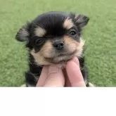 チワワ(ロング)【宮崎県・女の子・2025年10月9日・ブラックタン&ホワイト】の写真6