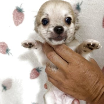 チワワ(ロング)【新潟県・男の子・2025年8月8日・フォーン】の写真「甘えん坊です☺️」