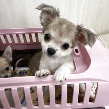 チワワ(ロング)【新潟県・女の子・2025年8月8日・フォーン】の写真「元気いっぱい！」