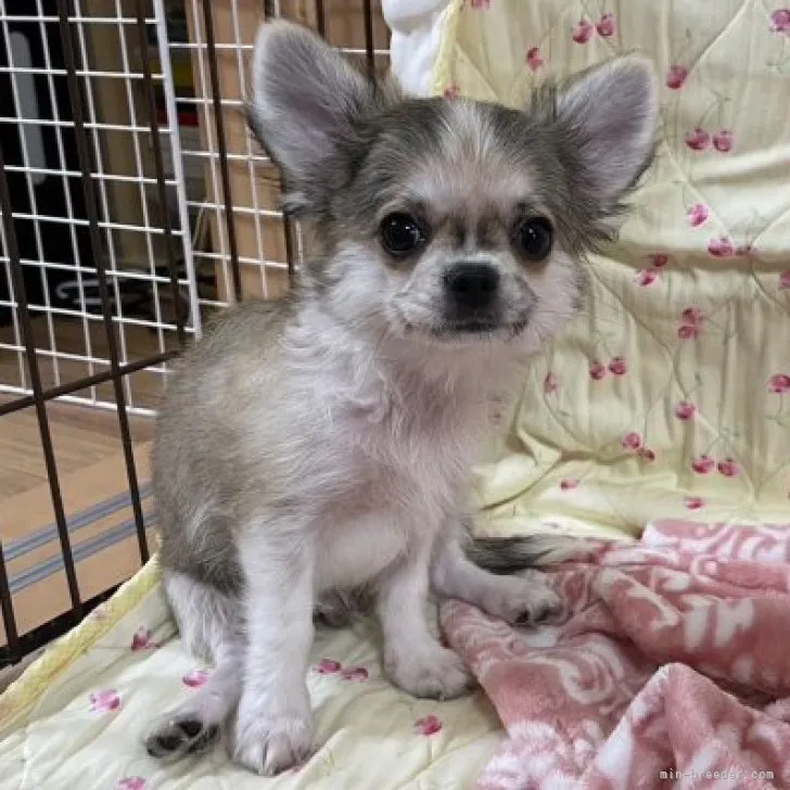 ID：2309-03854の子犬