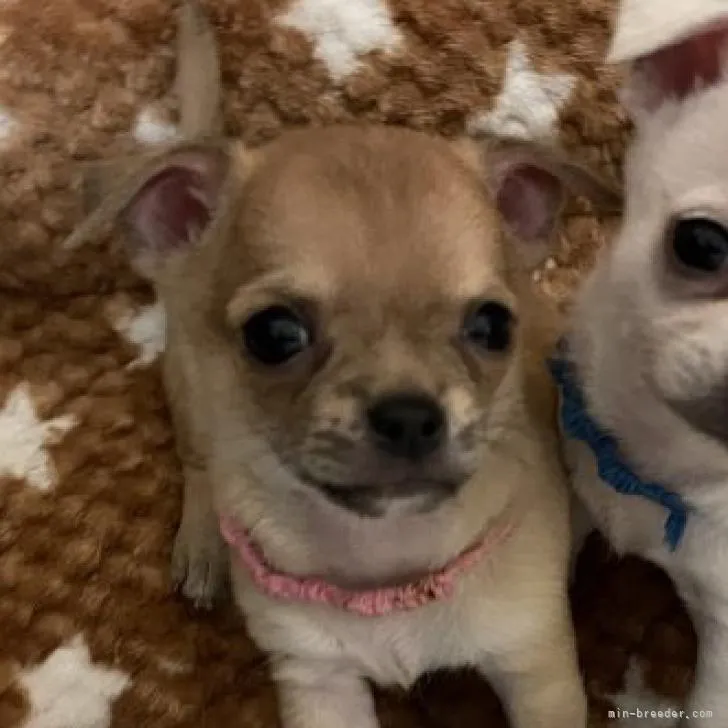 ID:2210-04091の子犬