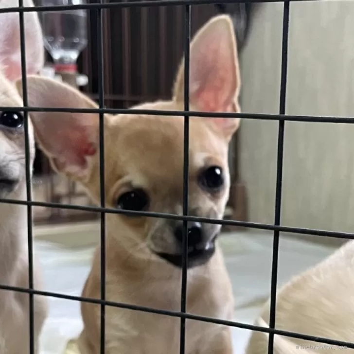 ID:2403-00494の子犬