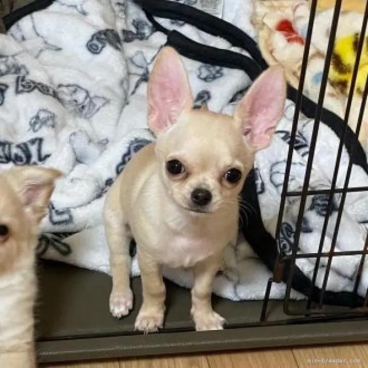 ID：2210-04094の子犬