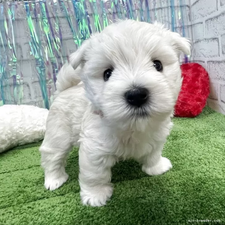 ID：2507-02078の子犬