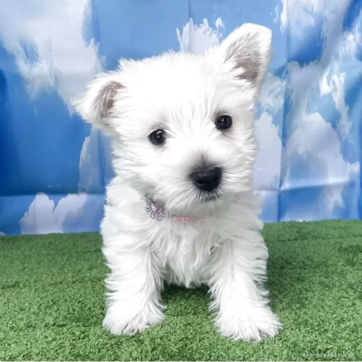 ID:2504-07845の子犬