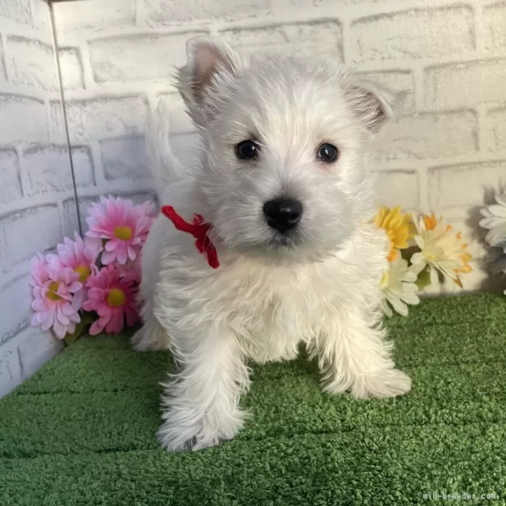 ID:2501-08053の子犬