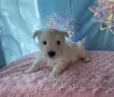 ウエストハイランドホワイトテリア【埼玉県・男の子・2024年12月4日・ホワイト】の写真3