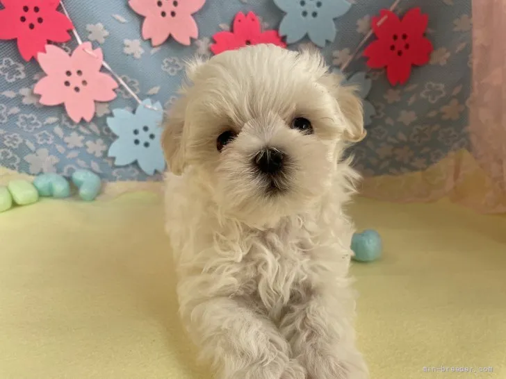 ID:2202-00713の子犬