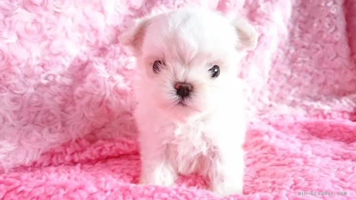 ID：2004-03285の子犬