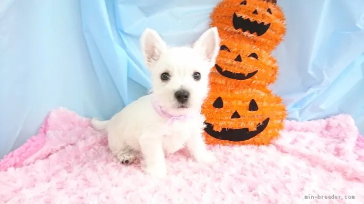 ID:2009-02680の子犬