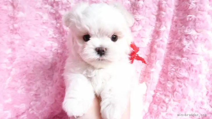 ID:2004-03287の子犬
