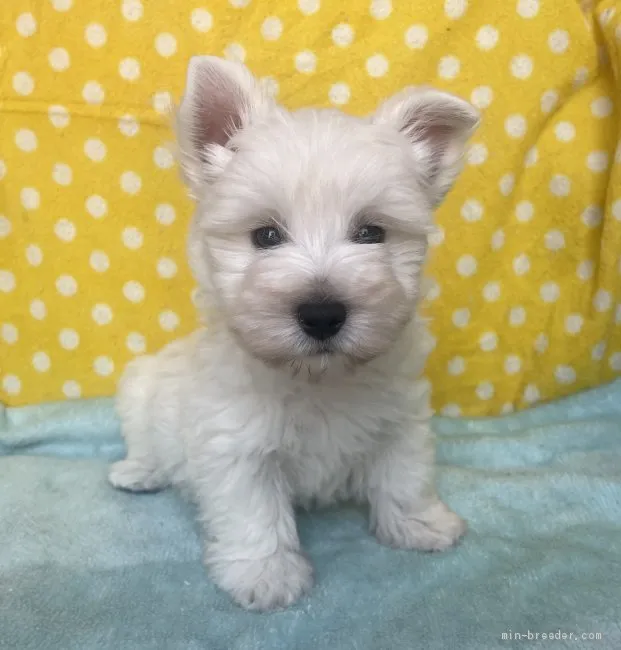 ID:2105-03322の子犬