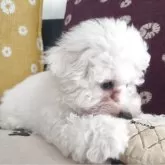 ビションフリーゼ【埼玉県・男の子・2025年4月1日・ホワイト】の写真2