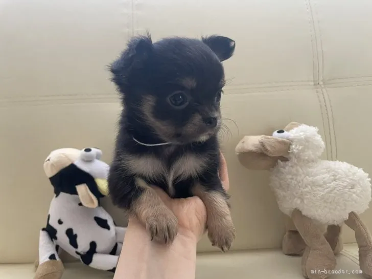 ID：2202-02606の子犬