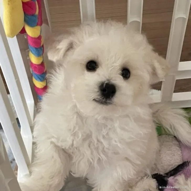 ID：2211-02262の子犬