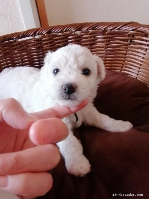 ID：2005-02429の子犬