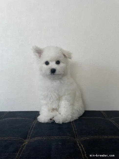 ID：2111-03313の子犬