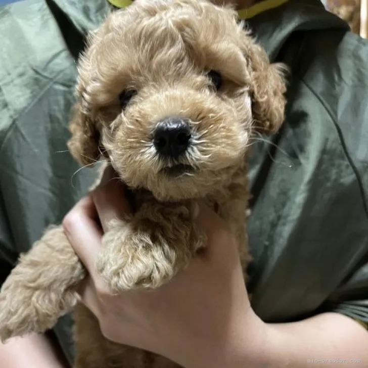 ID:2207-00193の子犬